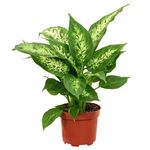 Casa si Gradina - Gradinarit si plante - Plante si ghivece - Plante in ghiveci - Planta naturala Dieffenbachia Camilla, 30 cm - Infinity.ro