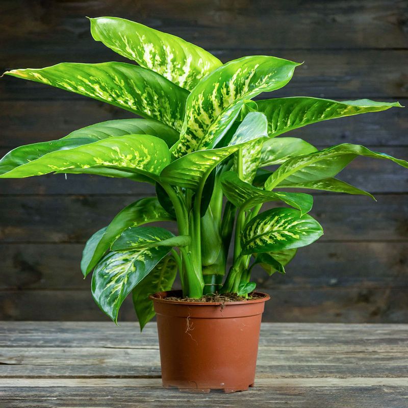 Casa si Gradina - Gradinarit si plante - Plante si ghivece - Plante in ghiveci - Planta naturala Dieffenbachia Camilla, 30 cm - Infinity.ro