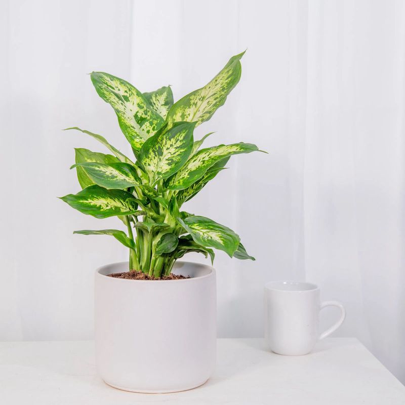 Casa si Gradina - Gradinarit si plante - Plante si ghivece - Plante in ghiveci - Planta naturala Dieffenbachia Camilla, 30 cm - Infinity.ro