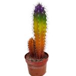 Casa si Gradina - Gradinarit si plante - Plante si ghivece - Plante in ghiveci - Planta in ghiveci Cactus Chameleon , H 14 cm - Infinity.ro