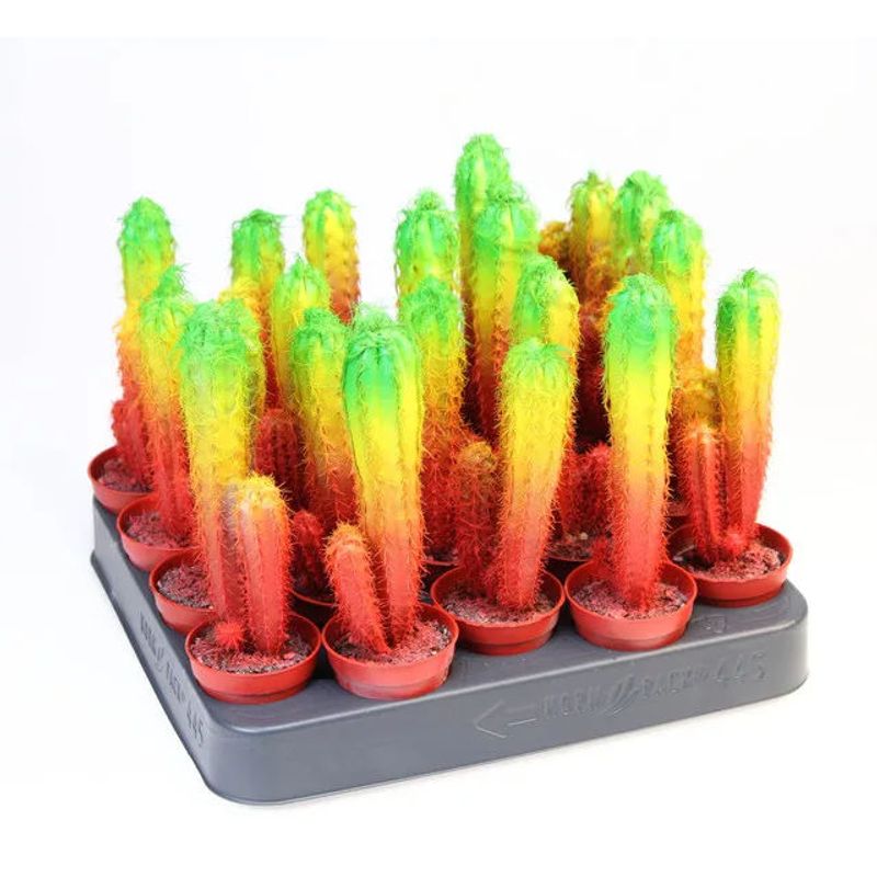 Casa si Gradina - Gradinarit si plante - Plante si ghivece - Plante in ghiveci - Planta in ghiveci Cactus Chameleon , H 14 cm - Infinity.ro