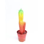 Casa si Gradina - Gradinarit si plante - Plante si ghivece - Plante in ghiveci - Planta in ghiveci Cactus Chameleon , H 14 cm - Infinity.ro
