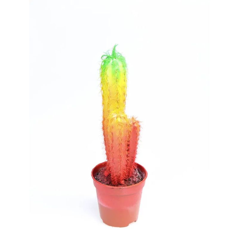 Casa si Gradina - Gradinarit si plante - Plante si ghivece - Plante in ghiveci - Planta in ghiveci Cactus Chameleon , H 14 cm - Infinity.ro