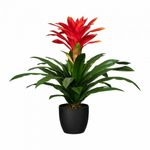 Casa si Gradina - Gradinarit si plante - Plante si ghivece - Plante in ghiveci - Bromelia mix, Planta interior, H 40 cm - Infinity.ro
