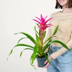 Casa si Gradina - Gradinarit si plante - Plante si ghivece - Plante in ghiveci - Bromelia mix, Planta interior, H 40 cm - Infinity.ro