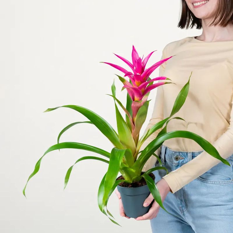 Casa si Gradina - Gradinarit si plante - Plante si ghivece - Plante in ghiveci - Bromelia mix, Planta interior, H 40 cm - Infinity.ro