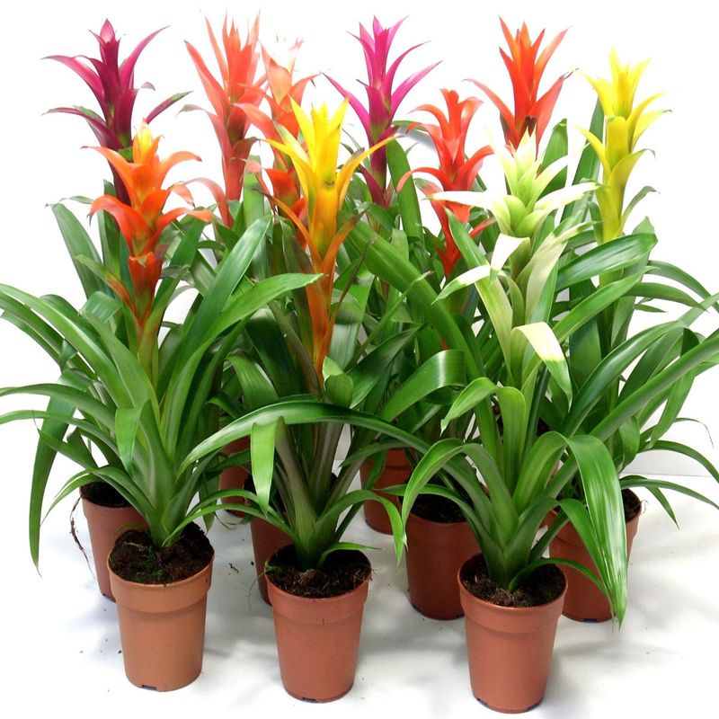 Casa si Gradina - Gradinarit si plante - Plante si ghivece - Plante in ghiveci - Bromelia mix, Planta interior, H 40 cm - Infinity.ro