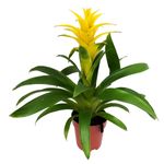 Casa si Gradina - Gradinarit si plante - Plante si ghivece - Plante in ghiveci - Bromelia mix, Planta interior, H 40 cm - Infinity.ro