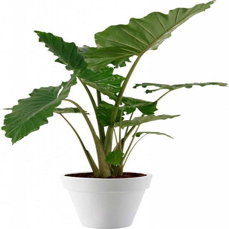 Casa si Gradina - Gradinarit si plante - Plante si ghivece - Plante in ghiveci - Planta Alocasia Macrorrhiza, frunze mari, H 110-120 - Infinity.ro