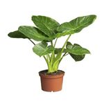 Casa si Gradina - Gradinarit si plante - Plante si ghivece - Plante in ghiveci - Planta Alocasia Macrorrhiza, frunze mari, H 110-120 - Infinity.ro