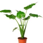 Casa si Gradina - Gradinarit si plante - Plante si ghivece - Plante in ghiveci - Planta Alocasia Macrorrhiza, frunze mari, H 110-120 - Infinity.ro