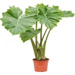 Casa si Gradina - Gradinarit si plante - Plante si ghivece - Plante in ghiveci - Planta Alocasia Macrorrhiza, frunze mari, H 110-120 - Infinity.ro