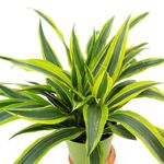 Casa si Gradina - Gradinarit si plante - Plante si ghivece - Plante in ghiveci - Dracaena dragon mix, H 40cm - Infinity.ro