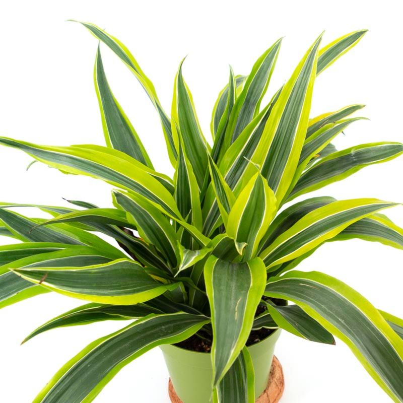 Casa si Gradina - Gradinarit si plante - Plante si ghivece - Plante in ghiveci - Dracaena dragon mix, H 40cm - Infinity.ro