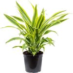 Casa si Gradina - Gradinarit si plante - Plante si ghivece - Plante in ghiveci - Dracaena dragon mix, H 40cm - Infinity.ro