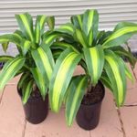 Casa si Gradina - Gradinarit si plante - Plante si ghivece - Plante in ghiveci - Dracaena dragon mix, H 40cm - Infinity.ro