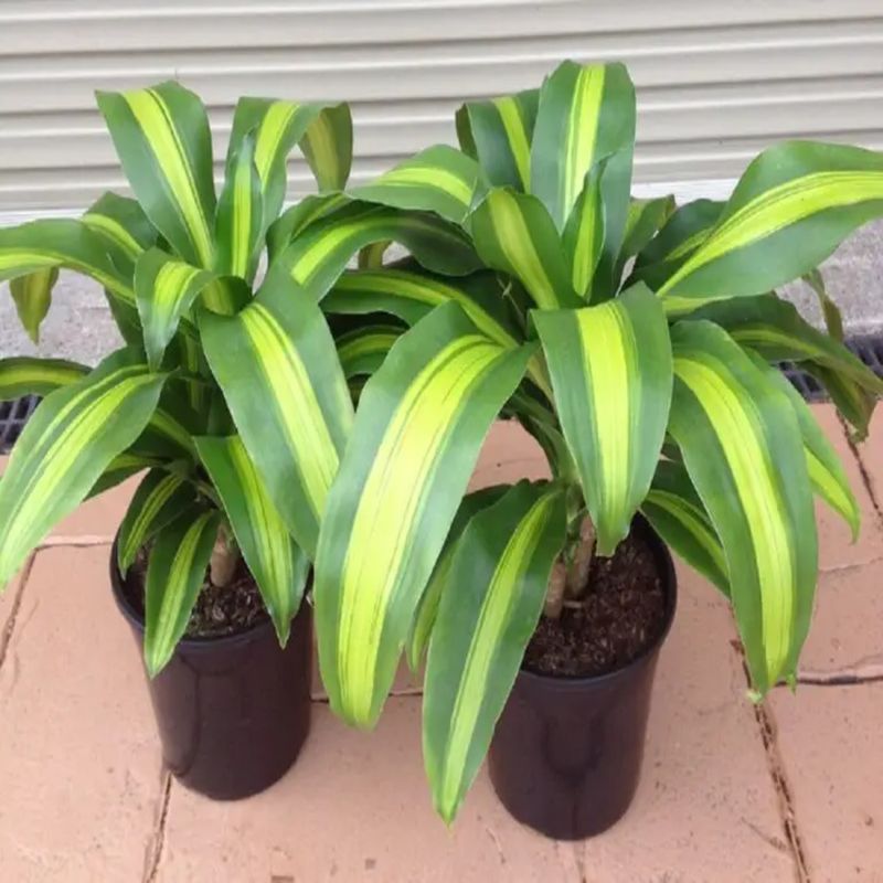 Casa si Gradina - Gradinarit si plante - Plante si ghivece - Plante in ghiveci - Dracaena dragon mix, H 40cm - Infinity.ro