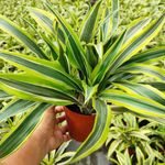 Casa si Gradina - Gradinarit si plante - Plante si ghivece - Plante in ghiveci - Dracaena dragon mix, H 40cm - Infinity.ro