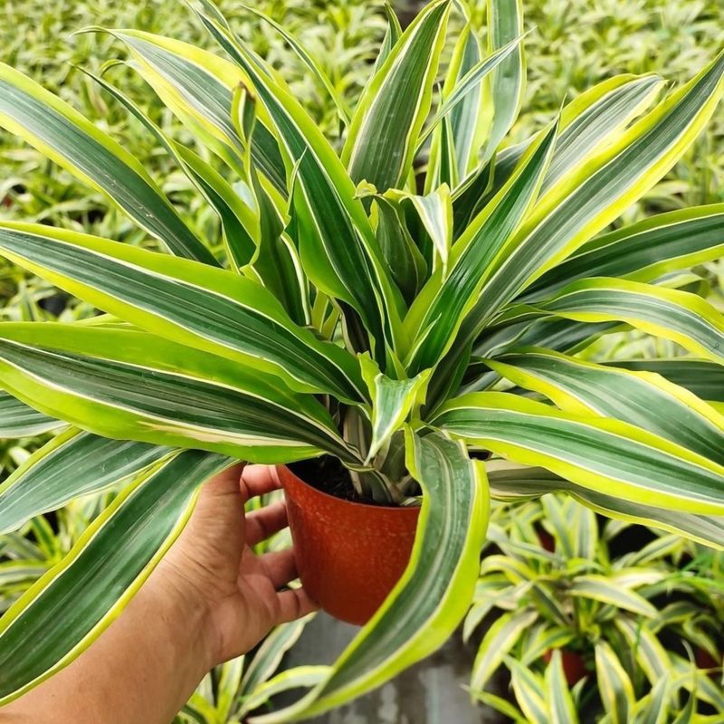 Casa si Gradina - Gradinarit si plante - Plante si ghivece - Plante in ghiveci - Dracaena dragon mix, H 40cm - Infinity.ro