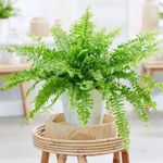 Casa si Gradina - Gradinarit si plante - Plante si ghivece - Plante in ghiveci - Planta naturala Feriga, 40 cm - Infinity.ro