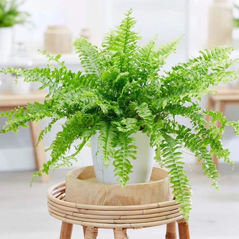 Casa si Gradina - Gradinarit si plante - Plante si ghivece - Plante in ghiveci - Planta naturala Feriga, 40 cm - Infinity.ro