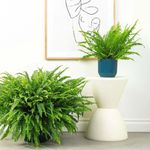 Casa si Gradina - Gradinarit si plante - Plante si ghivece - Plante in ghiveci - Planta naturala Feriga, 40 cm - Infinity.ro