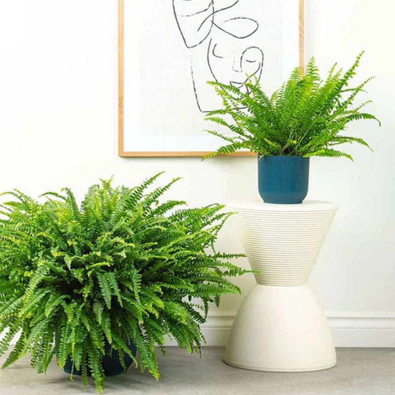 Casa si Gradina - Gradinarit si plante - Plante si ghivece - Plante in ghiveci - Planta naturala Feriga, 40 cm - Infinity.ro