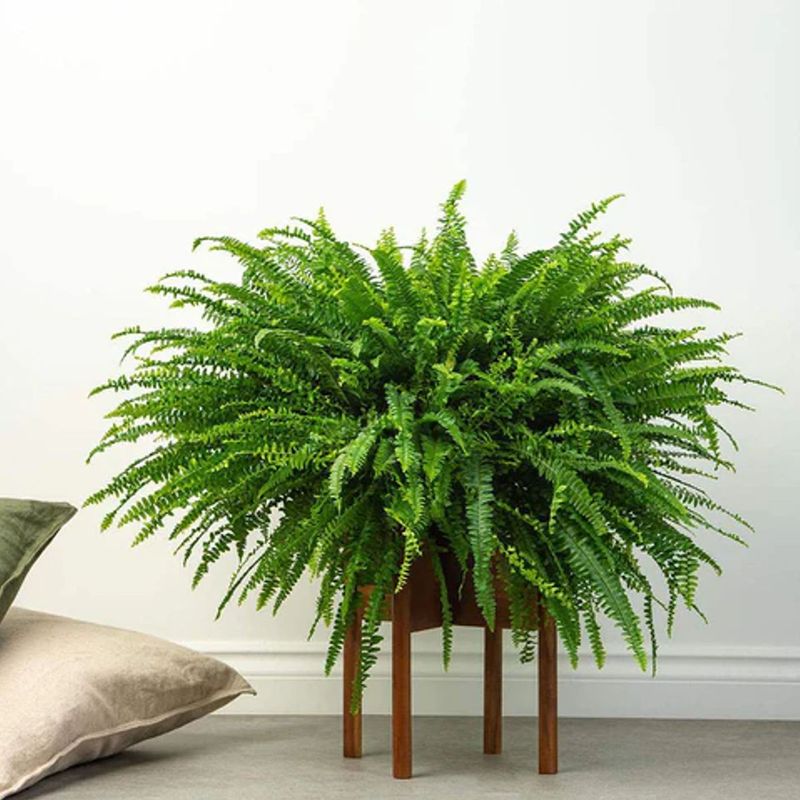 Casa si Gradina - Gradinarit si plante - Plante si ghivece - Plante in ghiveci - Planta naturala Feriga, 40 cm - Infinity.ro