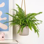 Casa si Gradina - Gradinarit si plante - Plante si ghivece - Plante in ghiveci - Planta naturala Feriga, 40 cm - Infinity.ro