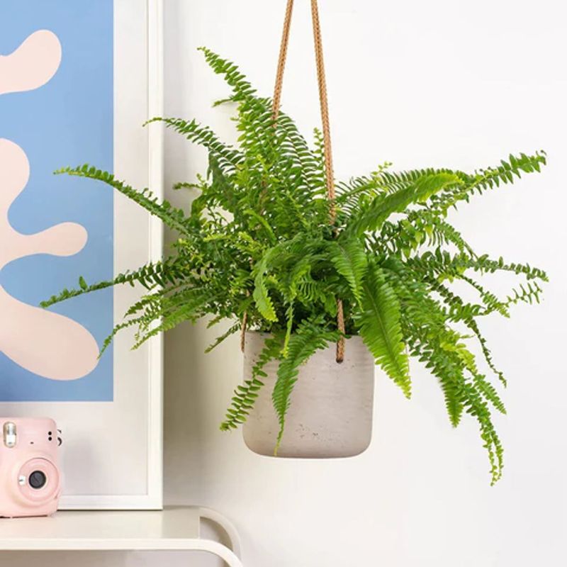 Casa si Gradina - Gradinarit si plante - Plante si ghivece - Plante in ghiveci - Planta naturala Feriga, 40 cm - Infinity.ro