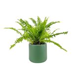 Casa si Gradina - Gradinarit si plante - Plante si ghivece - Plante in ghiveci - Planta naturala Feriga, 40 cm - Infinity.ro