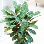 Casa si Gradina - Gradinarit si plante - Plante si ghivece - Plante in ghiveci - Planta naturala Calathea Oppenheimianan Gigant, H 75-85 CM - Infinity.ro