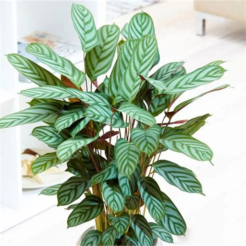 Casa si Gradina - Gradinarit si plante - Plante si ghivece - Plante in ghiveci - Planta naturala Calathea Oppenheimianan Gigant, H 75-85 CM - Infinity.ro