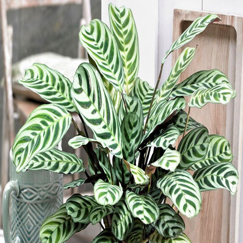 Casa si Gradina - Gradinarit si plante - Plante si ghivece - Plante in ghiveci - Planta naturala Calathea Oppenheimianan Gigant, H 75-85 CM - Infinity.ro