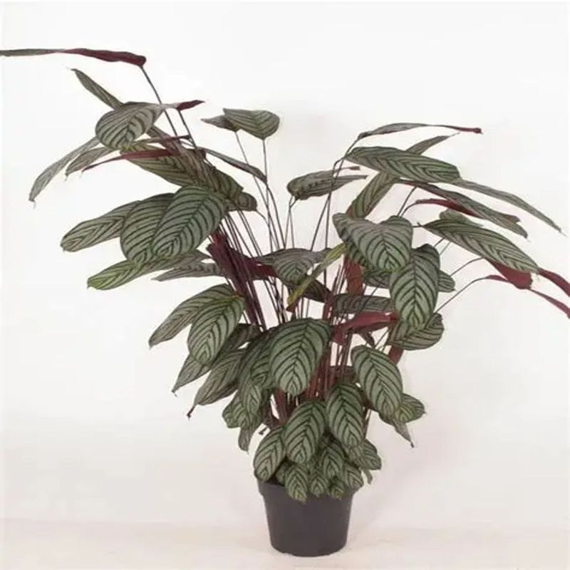 Casa si Gradina - Gradinarit si plante - Plante si ghivece - Plante in ghiveci - Planta naturala Calathea Oppenheimianan Gigant, H 75-85 CM - Infinity.ro