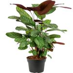 Casa si Gradina - Gradinarit si plante - Plante si ghivece - Plante in ghiveci - Planta naturala Calathea Oppenheimianan Gigant, H 75-85 CM - Infinity.ro