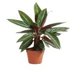 Casa si Gradina - Gradinarit si plante - Plante si ghivece - Plante in ghiveci - Planta naturala, Calathea Oppenheimiana, H 50 cm - Infinity.ro