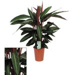 Casa si Gradina - Gradinarit si plante - Plante si ghivece - Plante in ghiveci - Planta naturala, Calathea Oppenheimiana, H 50 cm - Infinity.ro