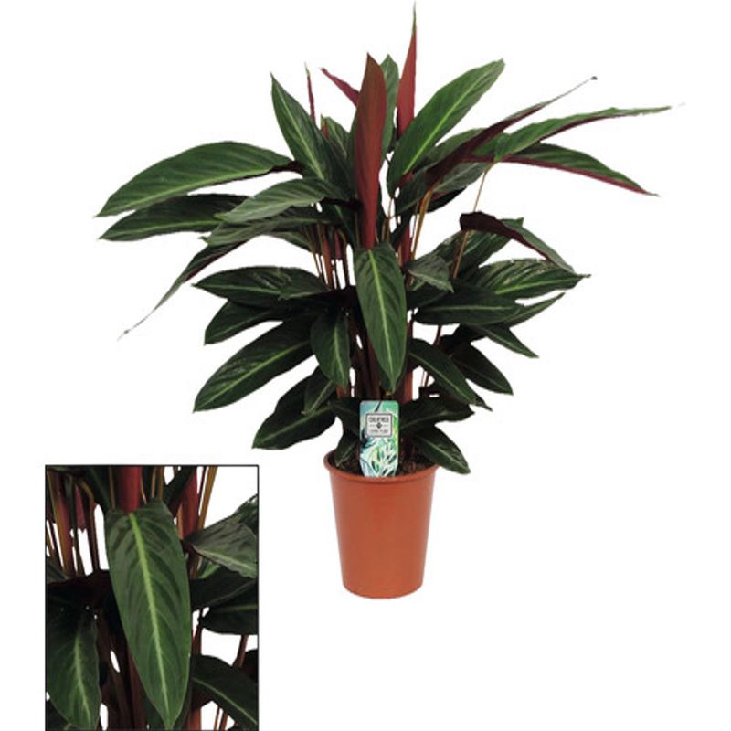 Casa si Gradina - Gradinarit si plante - Plante si ghivece - Plante in ghiveci - Planta naturala, Calathea Oppenheimiana, H 50 cm - Infinity.ro