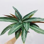 Casa si Gradina - Gradinarit si plante - Plante si ghivece - Plante in ghiveci - Planta naturala, Calathea Oppenheimiana, H 50 cm - Infinity.ro