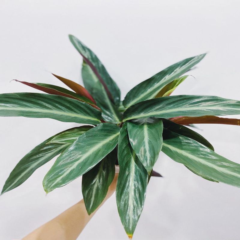 Casa si Gradina - Gradinarit si plante - Plante si ghivece - Plante in ghiveci - Planta naturala, Calathea Oppenheimiana, H 50 cm - Infinity.ro