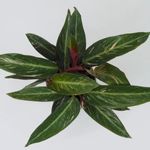 Casa si Gradina - Gradinarit si plante - Plante si ghivece - Plante in ghiveci - Planta naturala, Calathea Oppenheimiana, H 50 cm - Infinity.ro