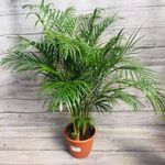 Casa si Gradina - Gradinarit si plante - Plante si ghivece - Plante in ghiveci - Palmier Pitic pentru Interior, H 35-45 cam - Infinity.ro