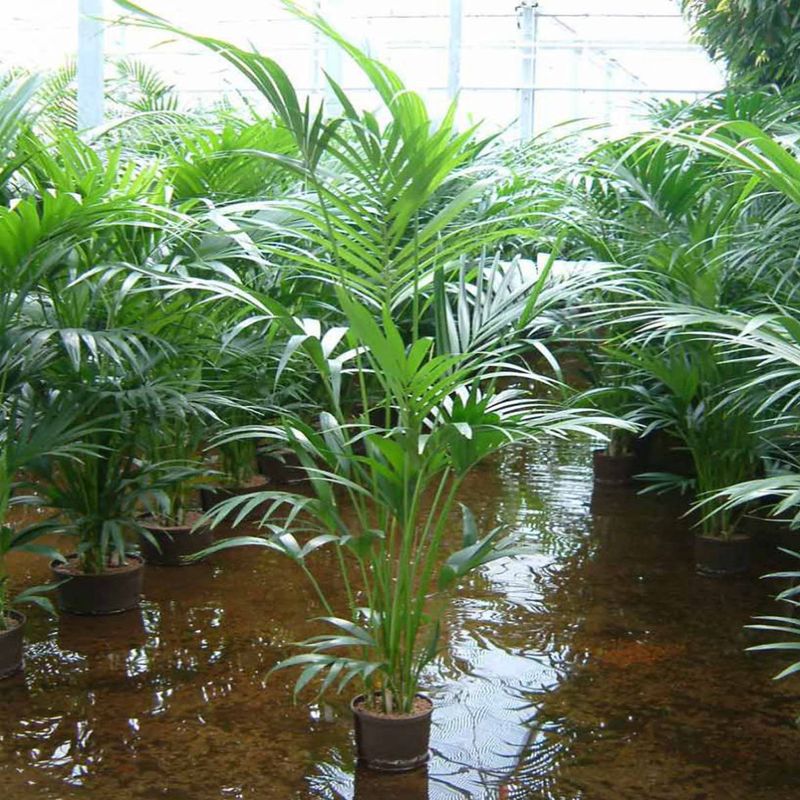 Casa si Gradina - Gradinarit si plante - Plante si ghivece - Plante in ghiveci - Palmier Pitic pentru Interior, H 35-45 cam - Infinity.ro