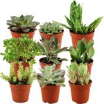 Casa si Gradina - Gradinarit si plante - Plante si ghivece - Plante in ghiveci - Mix de Trei Suculente, H 15CM - Infinity.ro
