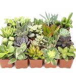 Casa si Gradina - Gradinarit si plante - Plante si ghivece - Plante in ghiveci - Mix de Trei Suculente, H 15CM - Infinity.ro