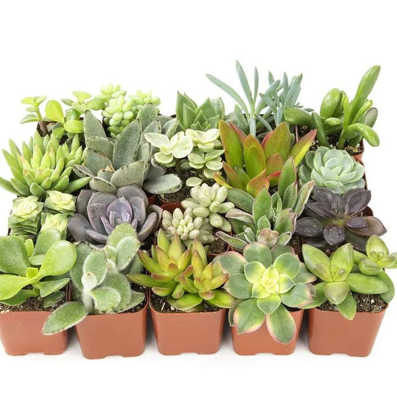 Casa si Gradina - Gradinarit si plante - Plante si ghivece - Plante in ghiveci - Mix de Trei Suculente, H 15CM - Infinity.ro
