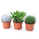 Casa si Gradina - Gradinarit si plante - Plante si ghivece - Plante in ghiveci - Mix de Trei Suculente, H 15CM - Infinity.ro
