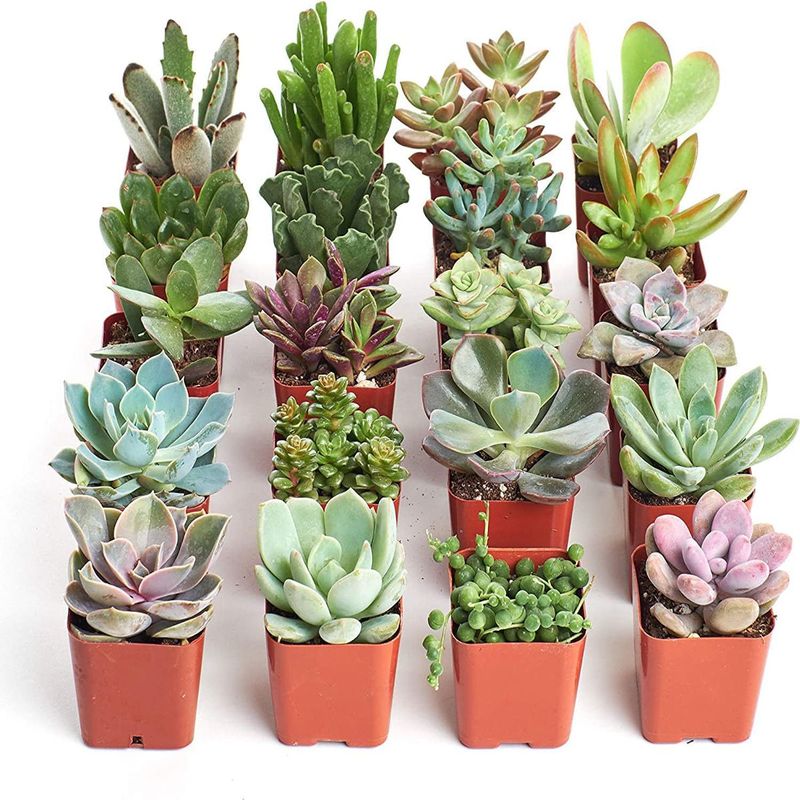 Casa si Gradina - Gradinarit si plante - Plante si ghivece - Plante in ghiveci - Mix de Trei Suculente, H 15CM - Infinity.ro