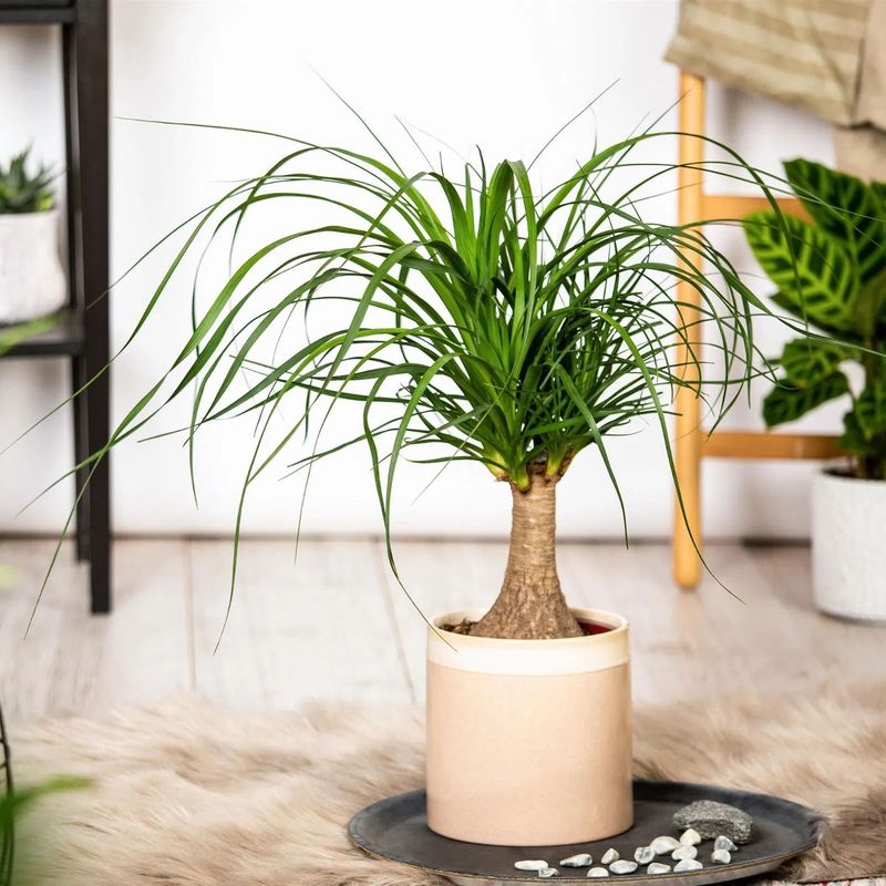 Casa si Gradina - Gradinarit si plante - Plante si ghivece - Plante in ghiveci - Planta Nolina beaucarnea, H 40 cm - Infinity.ro
